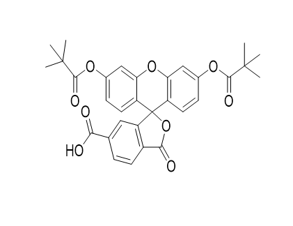 5’-Fluorescein (6-FAM),5’-Fluorescein (6-FAM)