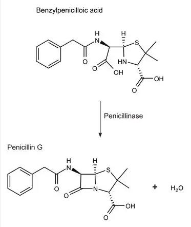 万古霉素酶,Vancomycinase