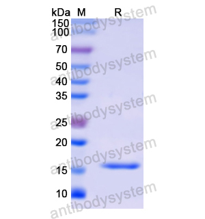 RNASE4,Recombinant Human RNASE4, N-His