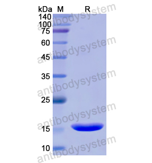 CD362,Recombinant Human CD362/SDC2, N-His