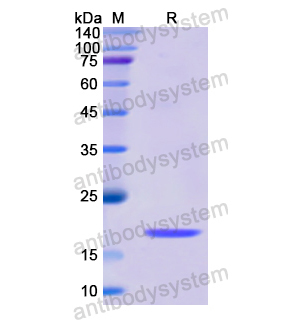 BMP8B,Recombinant Human BMP8B, N-His