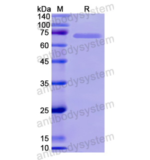 HSPA1L,Recombinant Human HSPA1L, N-His