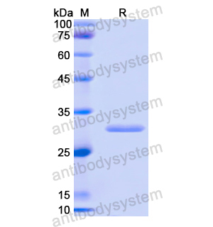 HSPA4,Recombinant Human HSPA4, N-His