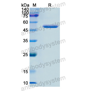 MPI,Recombinant Human MPI, N-His