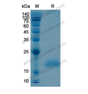 BTC,Recombinant Human BTC, N-His