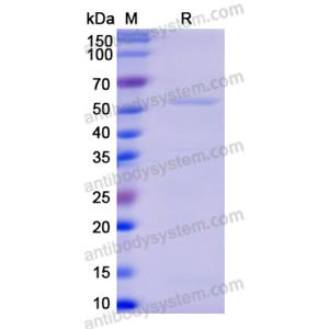 Recombinant Human SHMT2, N-His