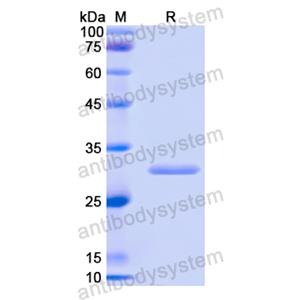 Recombinant Human HSPA4, N-His