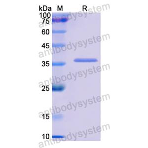 Recombinant Human GPC1, N-His