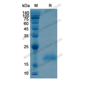 Recombinant Human BTC, N-His