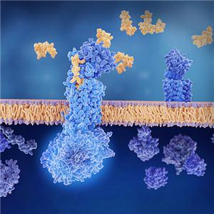 肝细胞生长因子/HGF重组蛋白，ACROBiosystems百普赛斯