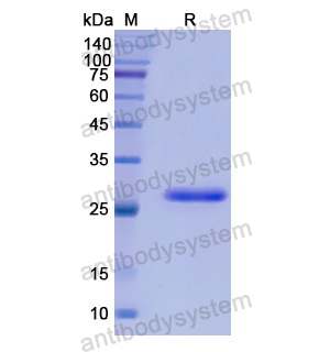 NF2,Recombinant Human NF2, N-His