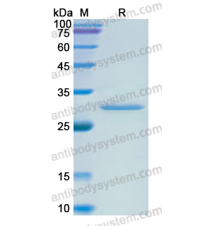 PTGS2,Recombinant Human PTGS2, N-His