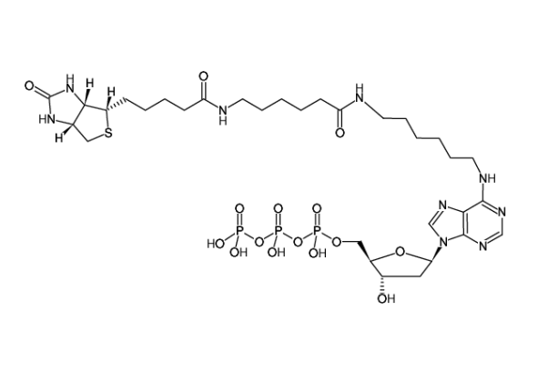 Biotin-14-dATP,Biotin-14-dATP
