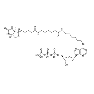 Biotin-14-dATP