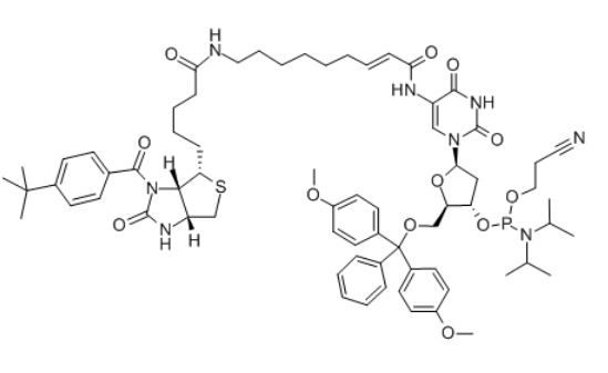 Biotin-dT,Biotin-dT