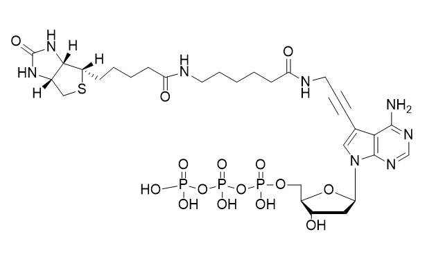 Biotin-11-dATP,Biotin-11-dATP