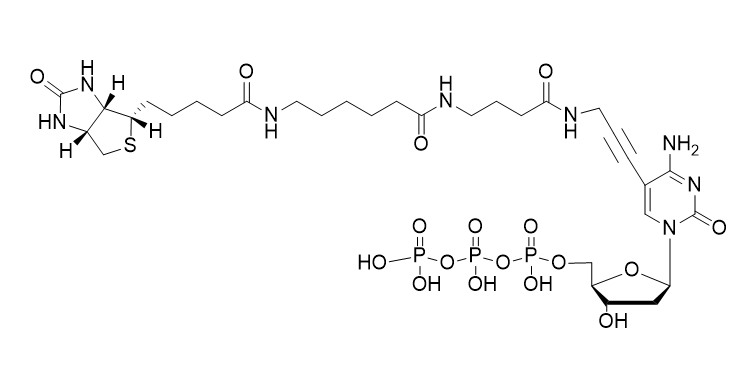 Biotin-16-dCTP,Biotin-16-dCTP