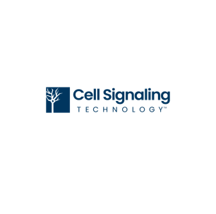 IFNGR1 (E444) Antibody