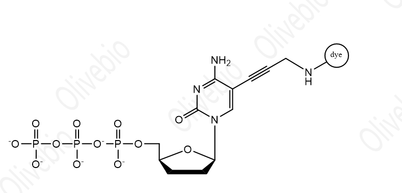 染料標(biāo)記的2′,3′-二脫氧胞苷 5′-三磷酸(ddCTP),Dye labeled dideoxynucleotide(C)