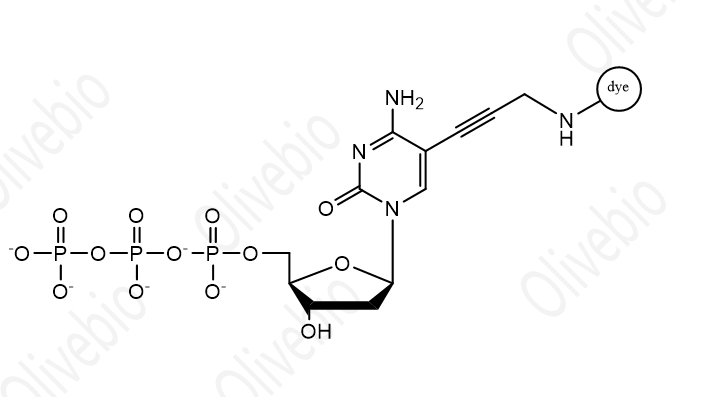 染料标记的2'-脱氧胞苷-5'-三磷酸(dCTP),Dye labeled deoxynucleotide(C)