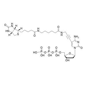 Biotin-11-dCTP