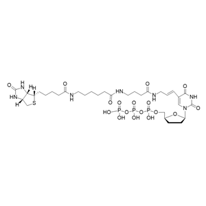 Biotin-16-ddUTP