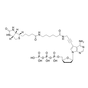 Biotin-11-ddATP