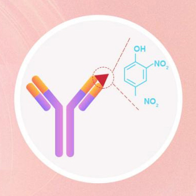 重组抗体表达服务,recombinant antibody