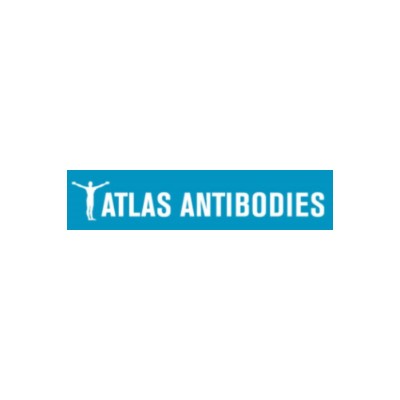 Atlas Antibodies