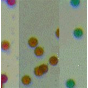 彩色乳胶微球,Colour latex microspheres