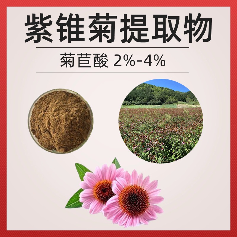 紫锥菊提取物,echinacea extract powder