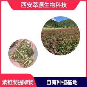 紫锥菊提取物,echinacea extract powder