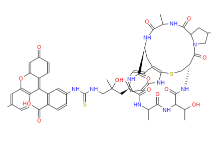 荧光素标记鬼笔环肽,FITC Phalloidin