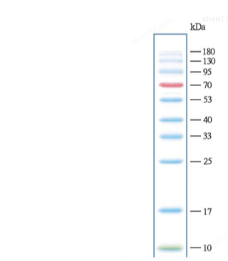 肝表达抗菌肽2（LEAP2）抗体,Liver Expressed Antimicrobial Peptide 2 (LEAP2) Antibody