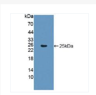 神经肽FF（NPFF）抗体,Neuropeptide FF (NPFF) Antibody