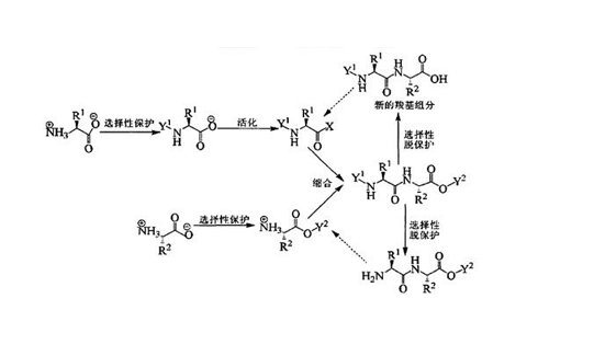 多肽杂质合成,Peptide impurity