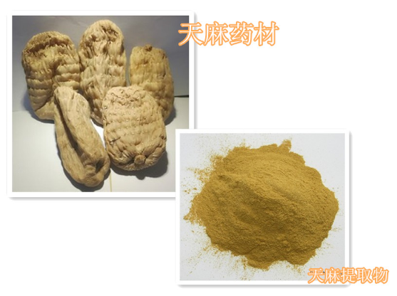 天麻提取物  天麻多糖30%--50%,Gastrodia Rhizoma Extract