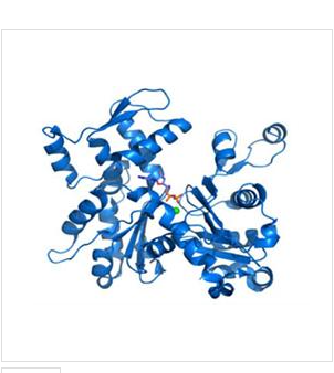 谷胱甘肽過氧化酶2(GPX2)重組蛋白,Recombinant Glutathione Peroxidase?2, Gastrointestinal (GPX2)