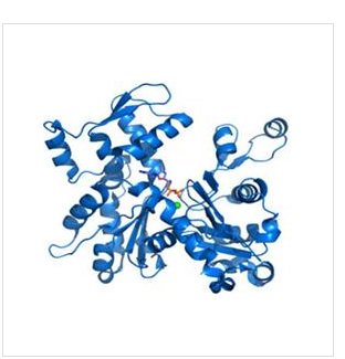 速激肽1(TAC1)重组蛋白,Recombinant Tachykinin, Precursor?1?(TAC1)