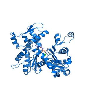 松弛素/胰岛素样肽受体3(RXFP3)重组蛋白,Recombinant Relaxin/Insulin Like Family Peptide Receptor?3?(RXFP3)