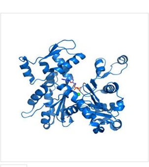 利钠肽受体3(NPR3)重组蛋白,Recombinant Natriuretic Peptide Receptor?3?(NPR3)