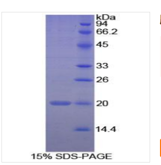 肽基脯氨酰异构酶F(PPIF)重组蛋白,Recombinant Peptidylprolyl Isomerase?F?(PPIF)