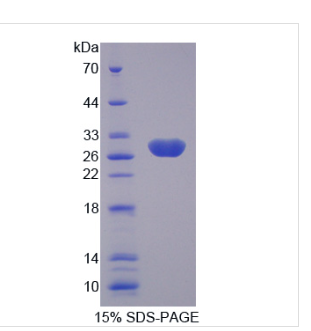 激肽釋放酶4(KLK4)重組蛋白,Recombinant Kallikrein?4?(KLK4)