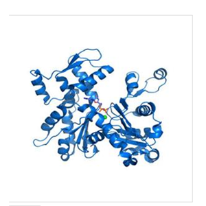 龙虾肽酶样金属内肽酶(ASTL)重组蛋白,Recombinant Astacin Like Metallo Endopeptidase (ASTL)