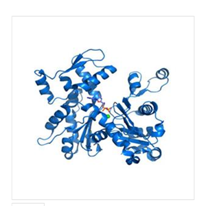 神经肽S受体(NPSR)重组蛋白