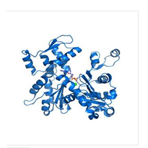 二肽基肽酶10(DPP10)重组蛋白,Recombinant Dipeptidyl Peptidase 10 (DPP10)