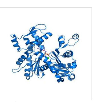 激肽释放酶结合蛋白(KAL)重组蛋白,Recombinant Kallistatin (KAL)