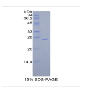 谷胱甘肽过氧化酶5(GPX5)重组蛋白 