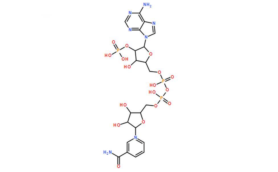 酰胺酸腺嘌呤二核苷酸磷酸,NADP