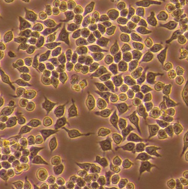 双标记的小鼠单核巨噬细胞白血病细胞,RAW264.7-LUC-GFP-Puro